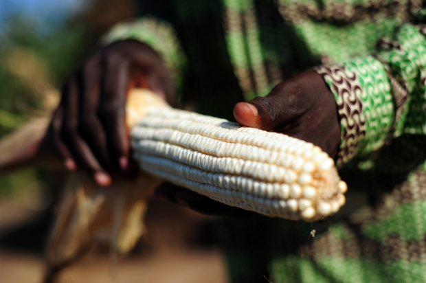 Can Africa provide enough low-carbon land to meet global food needs?