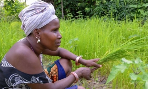 Five Ways to Make Agriculture Innovation Better Serve the Needs of Women Farmers