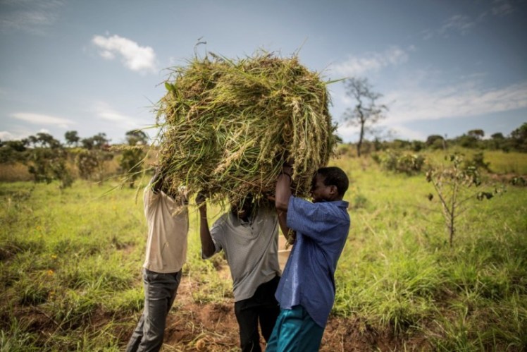 42-©FAOMarco Longari  FAO