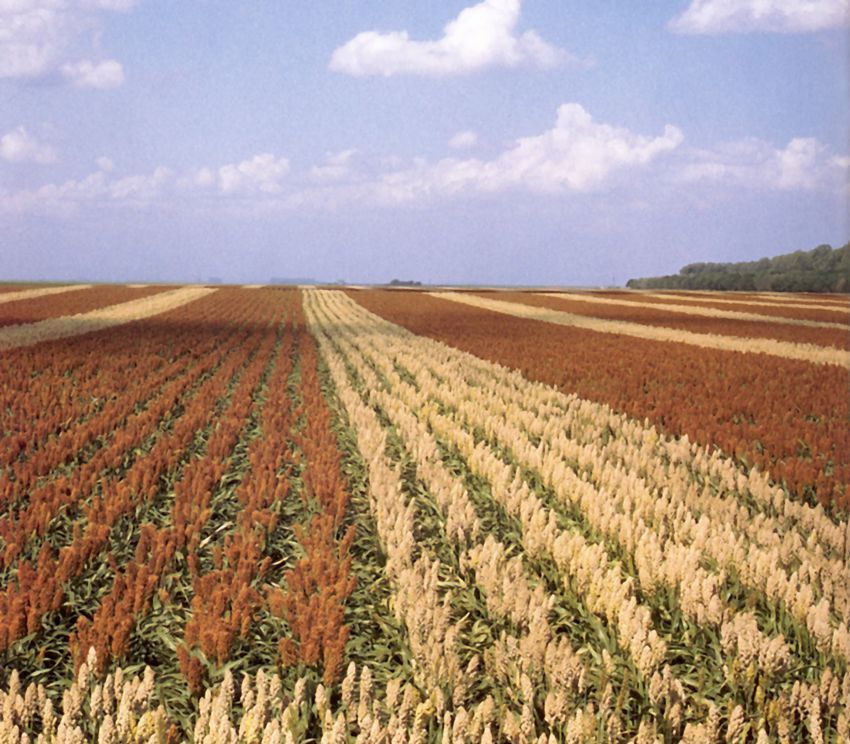 Sorghum_field
