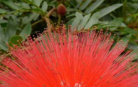 calliandra