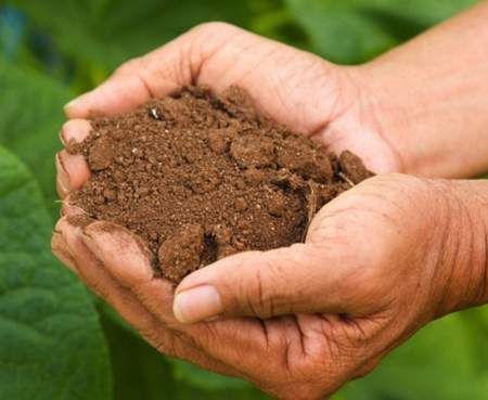 healthy soil