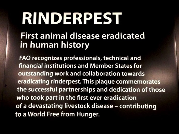 rinderpest2