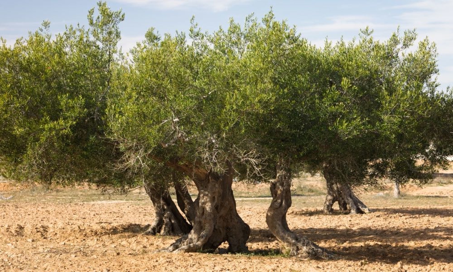 Olives in the Desert: Egypt’s Farmers Call On Scientists to Value Local Know-How