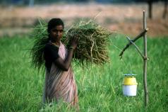 Prolinnova India Report 2014