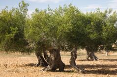 Olives in the Desert: Egypt’s Farmers Call On Scientists to Value Local Know-How