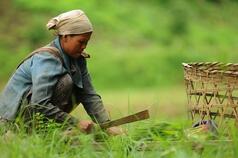 For Smallholder Farmers, Tenure Makes a Crucial Difference in Livelihoods